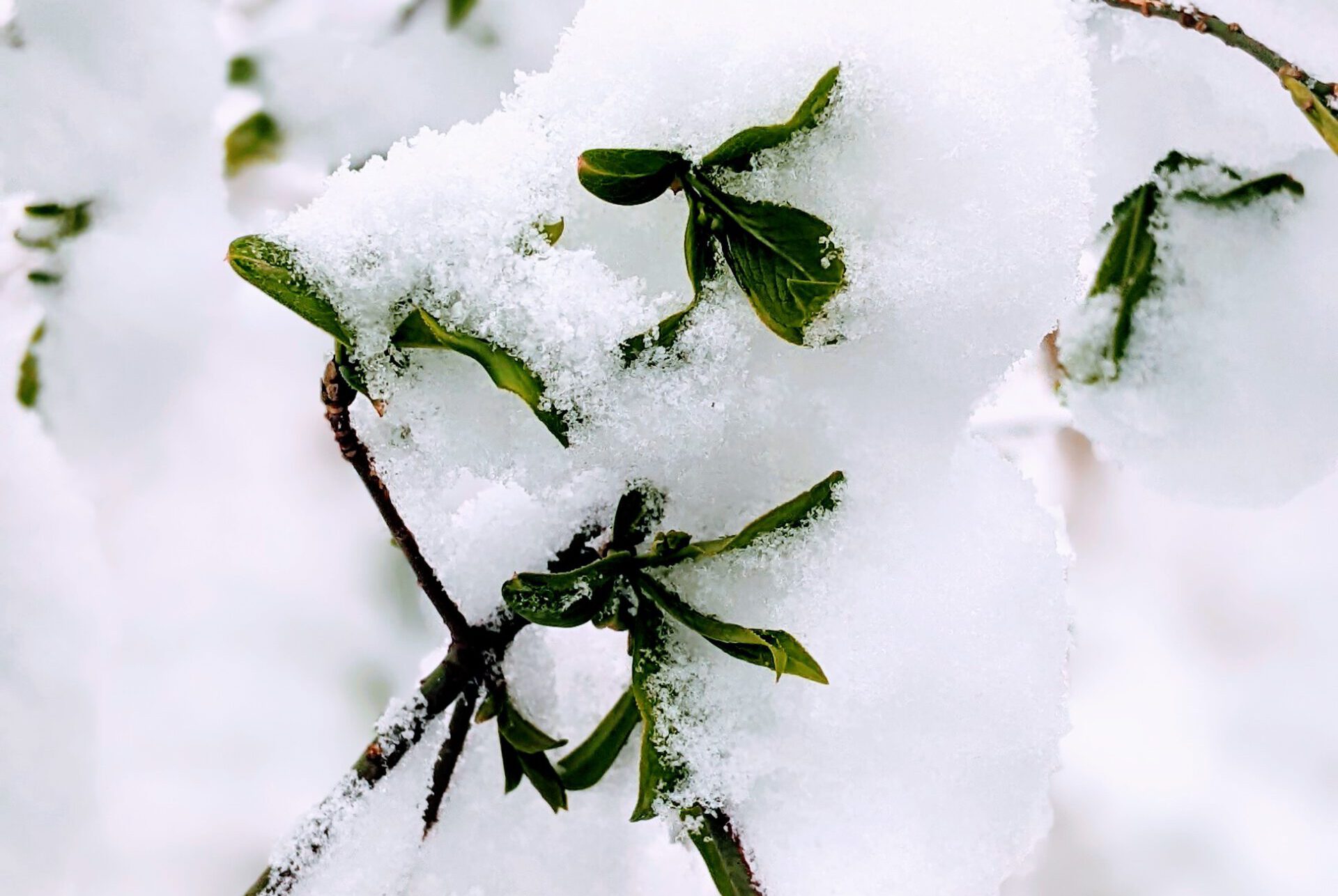 Grüner Zweig im Frühling mit Schnee, Bild für Resilienz, überleben, Neuanfang, Trauer, mit Trauer leben lernen