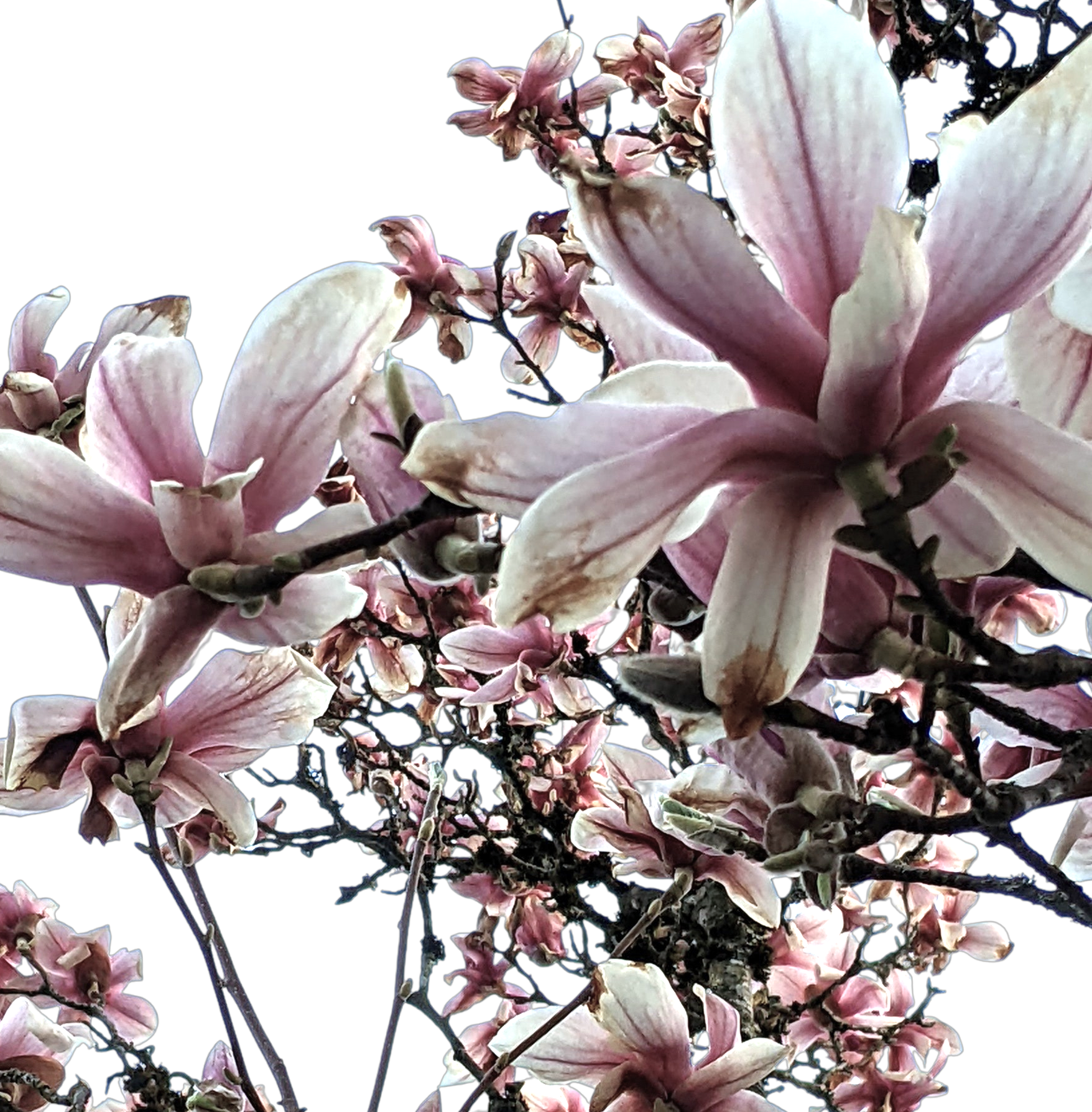Trauer-Management für Unternehmen schmuckbild Magnolie, Hoffnung bei Trauerfall im Unternehmen magnolia as symbol for symbol for growing, personal growth, resilience