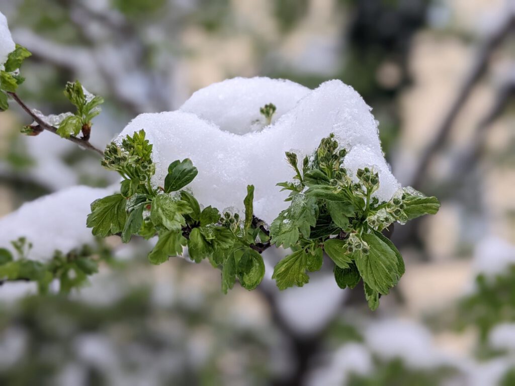 green leaves in spring covered with snow, for resilience, surviving, coping, grief, living after loss, finding hope after loss