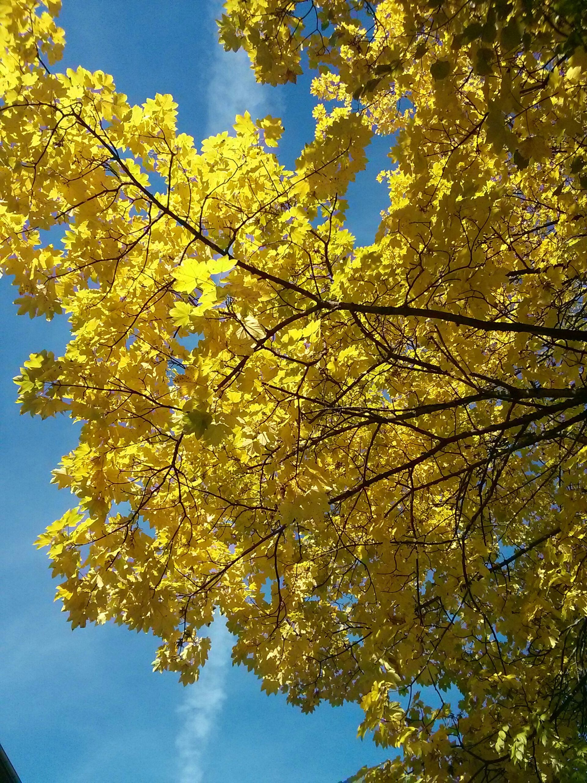 tree with stark yellow leaves before blue sky, for sun in our life, strength and hope in grief