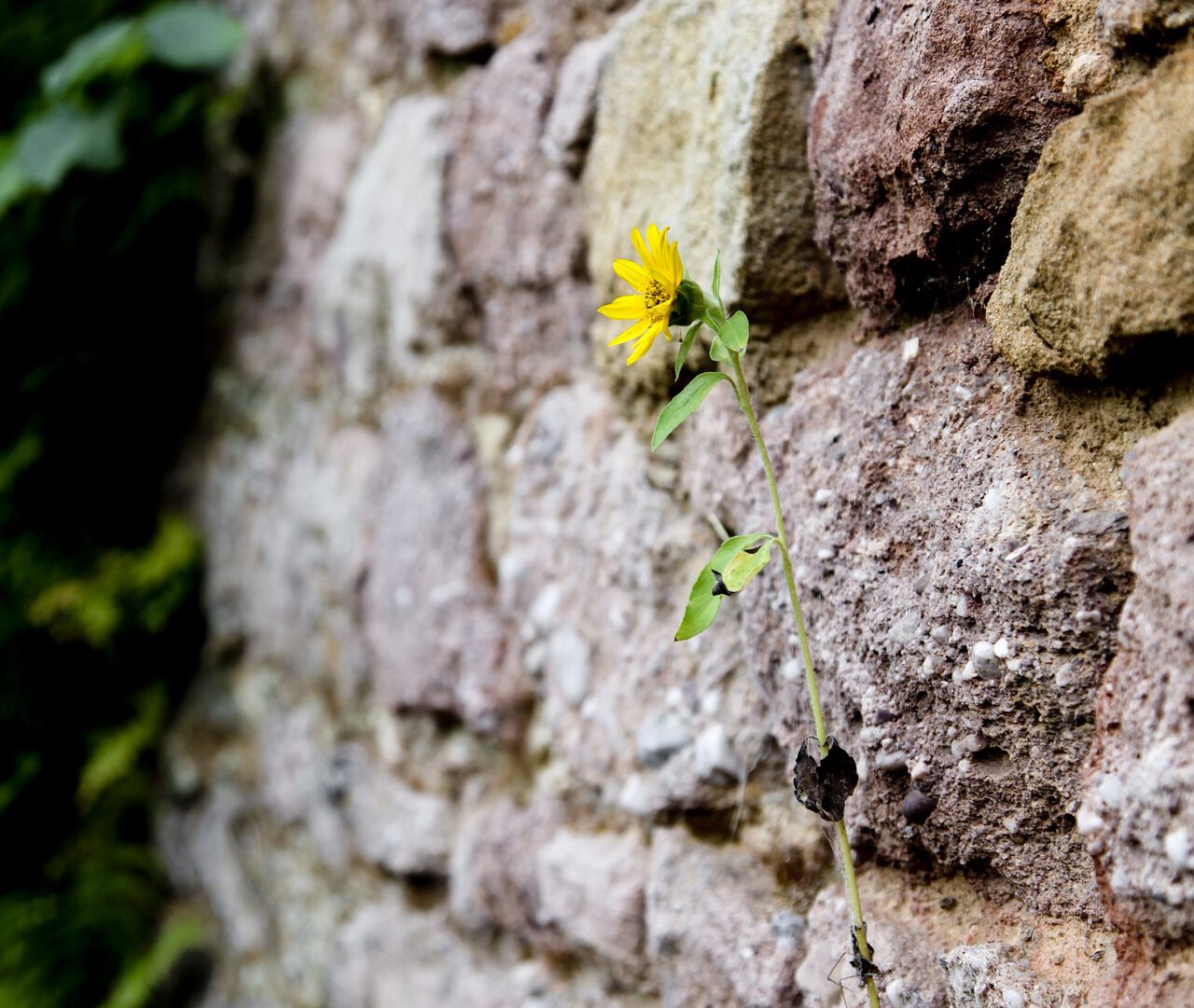 Blume wächst aus einer Steinwand heraus