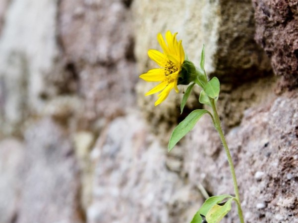 Bild für Resilienz: Blume wächst aus einer Steinmauer