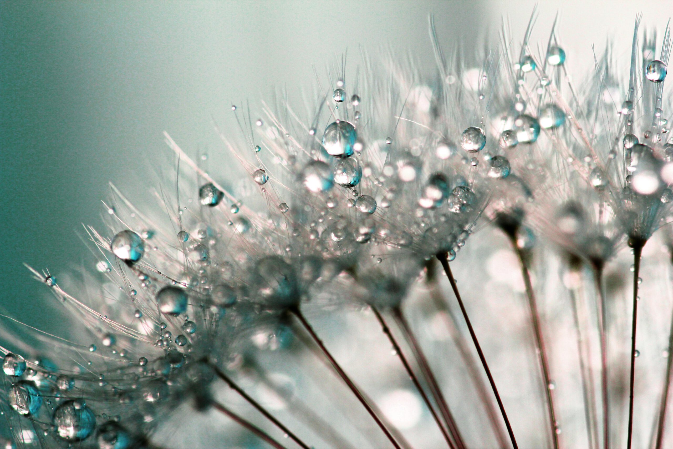 Nahaufnahme Pusteblumen-Schirmchen mit Wassertropfen